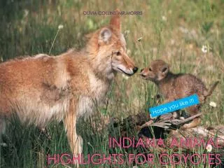 INDIANA ANIMAL HIGHLIGHTS FOR COYOTES