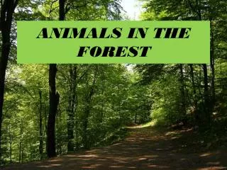 ANIMALS IN THE FOREST