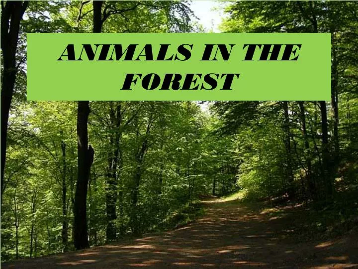 animals in the forest