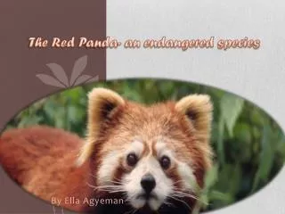 The Red P anda- an endangered species