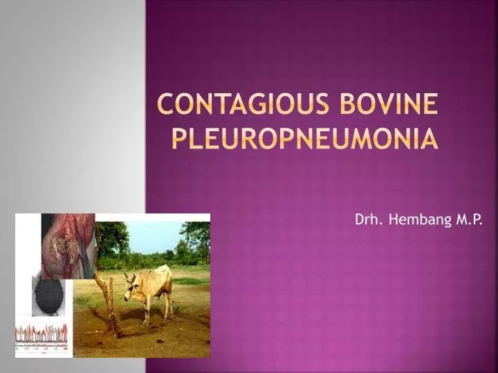 contagious bovine pleuropneumonia