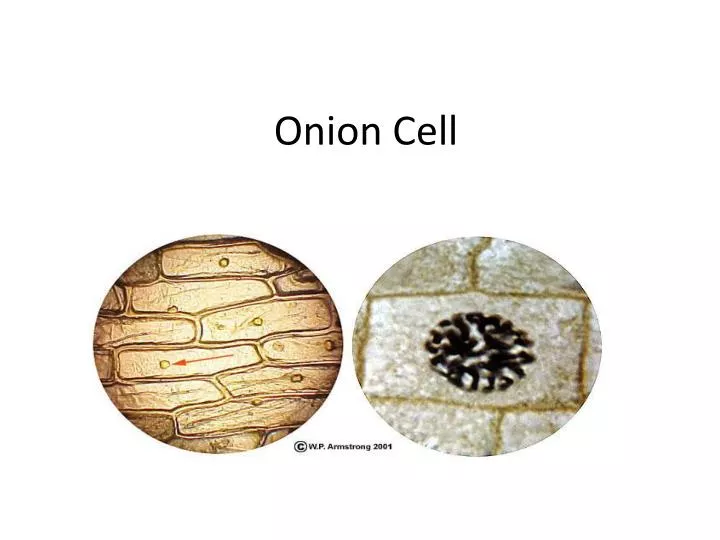 onion cell