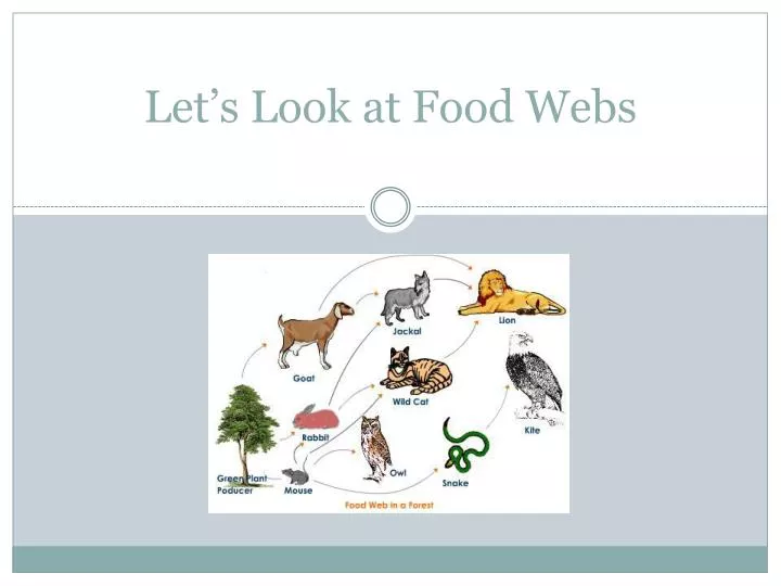 let s look at food webs