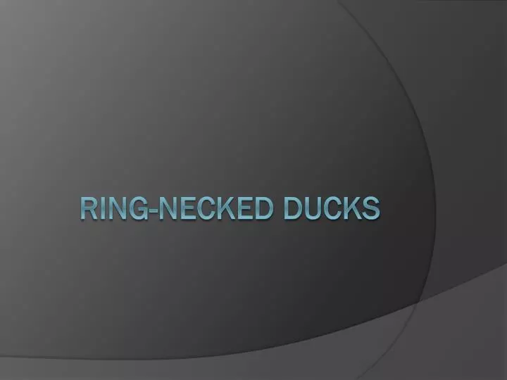 ring necked ducks