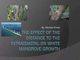 The effect of the distance to the intracoastal on white mangrove growth