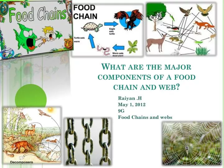 what are the major components of a food chain and web
