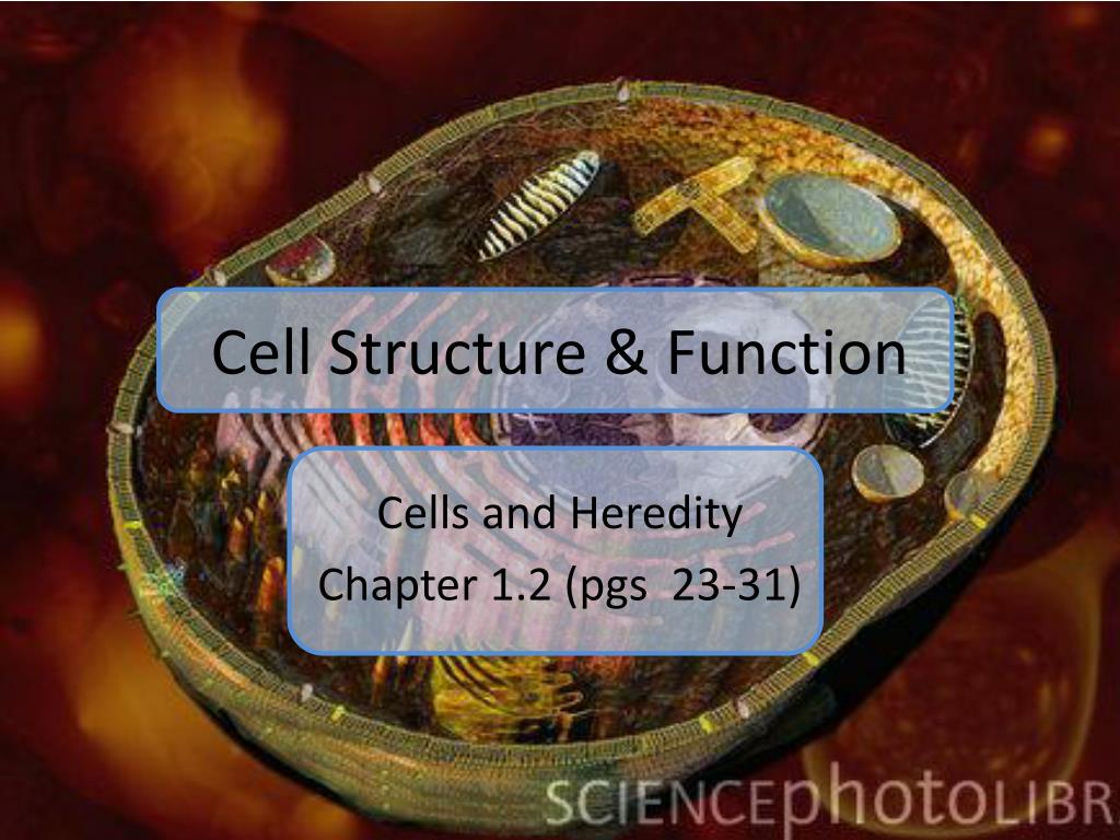 PPT - Cell Structure & Function PowerPoint Presentation, free download ...