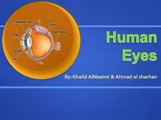 Human Eyes