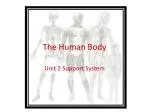 The Human Body - slide 1