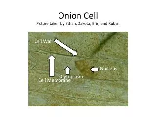 Onion Cell Picture taken by Ethan, Dakota, Eric, and Ruben