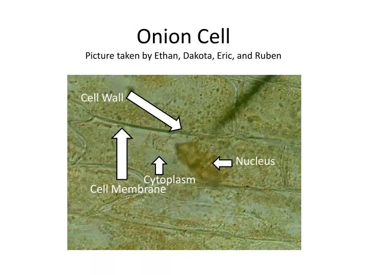 onion cell picture taken by ethan dakota eric and ruben