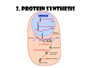 2. Protein Synthesis