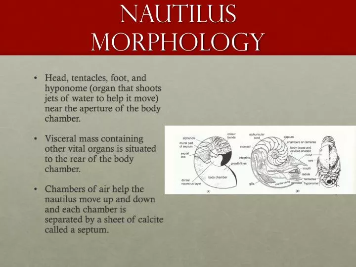 nautilus morphology