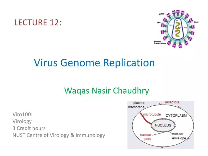 virus genome replication