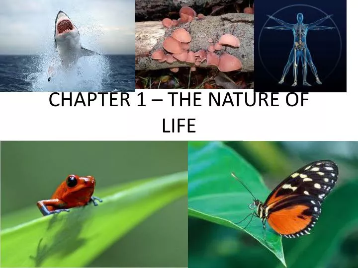 chapter 1 the nature of life