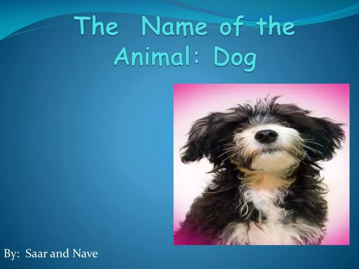 the name of the animal dog