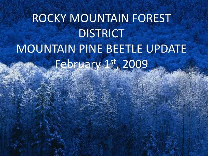 rocky mountain forest district mountain pine beetle update february 1 st 2009