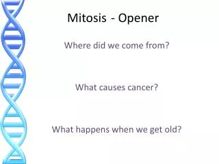 Mitosis	- Opener