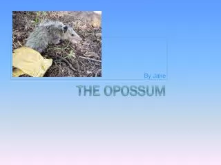 The Opossum