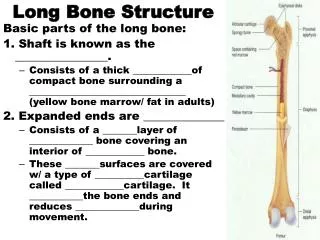 Long Bone Structure