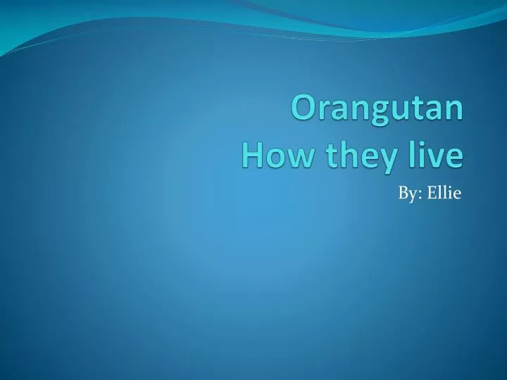 orangutan how they live