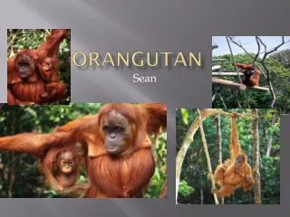 Orangutan