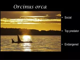 Orcinus orca