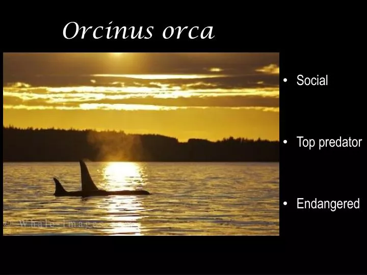 orcinus orca
