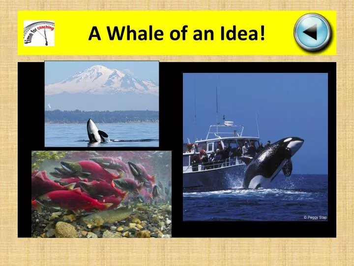 a whale of an idea
