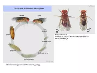 biologycorner/fruitfly/life_cycle.jpg
