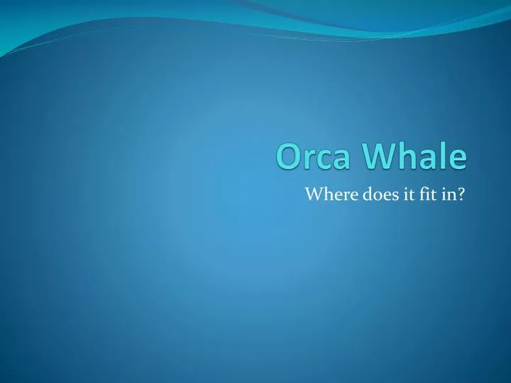 orca whale