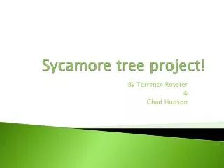 Sycamore tree project!