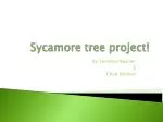 Sycamore tree project! - slide 1