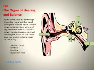 ear the organ of hearing and balance