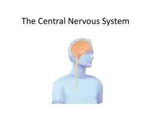 the central nervous system