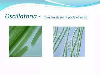 Oscillatoria - found in stagnant pools of water