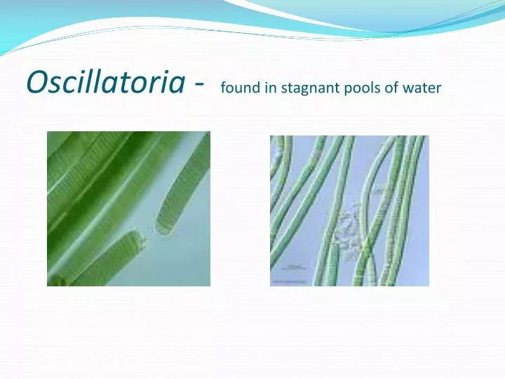 oscillatoria found in stagnant pools of water