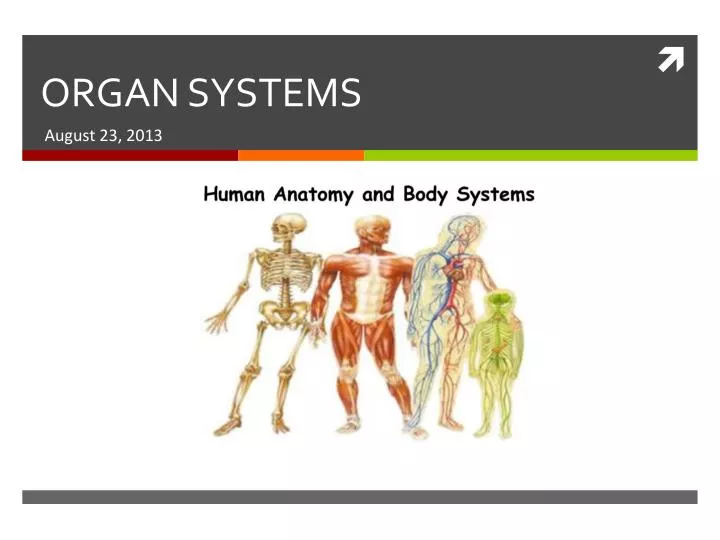 organ systems