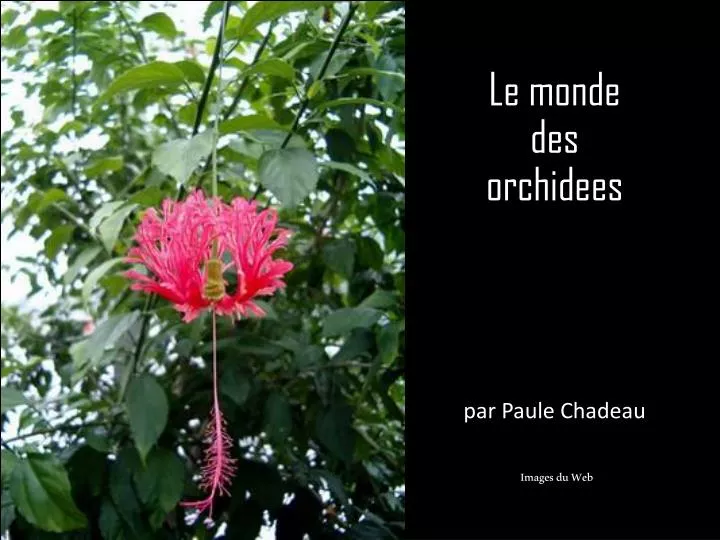 le monde des orchid e es