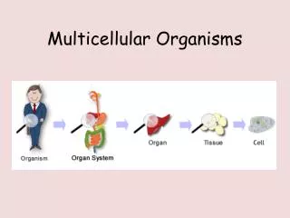 multicellular organisms