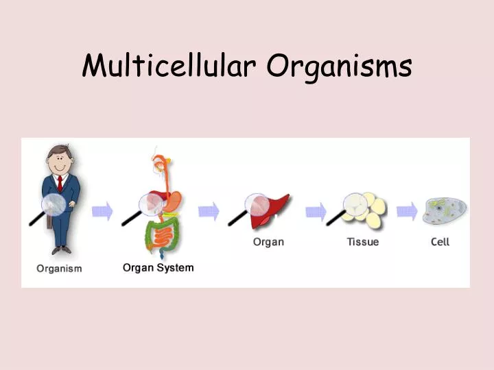 multicellular organisms