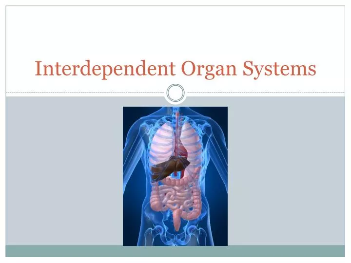 interdependent organ systems