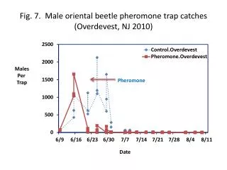 Fig. 7. Male oriental beetle pheromone trap catches ( Overdevest , NJ 2010)