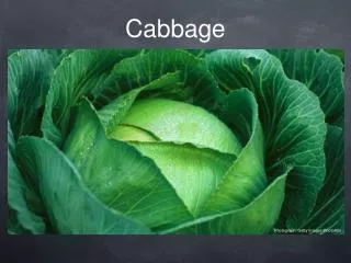 Cabbage