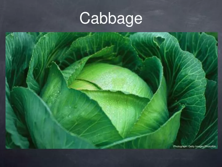 cabbage