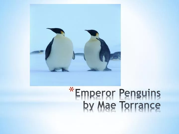 emperor penguins by mae torrance
