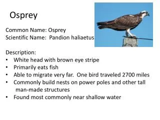 Osprey