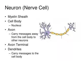 Neuron (Nerve Cell)
