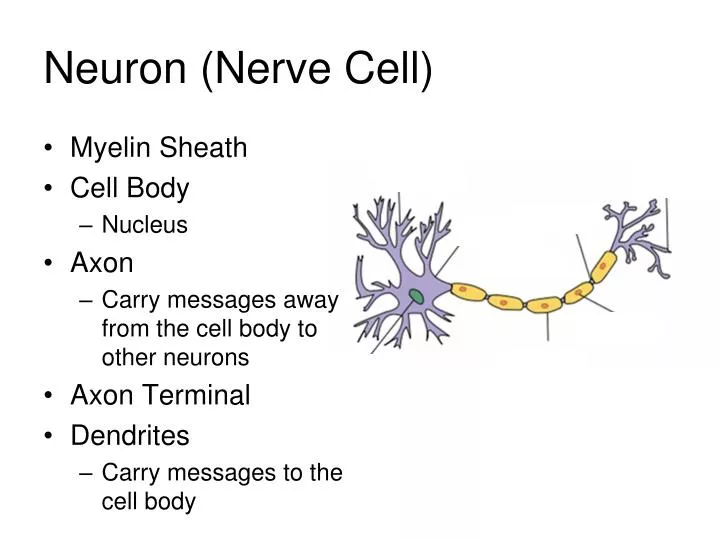 neuron nerve cell
