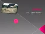 Ostrich - slide 1